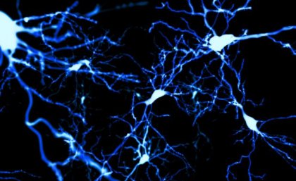 Pyramidal neurons in the cerebral cortex. Image: Adobe. A graphic of light blue tissue connecting at points against a dark blue background.